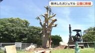 コザミュージックタウン音市場のガジュマル　公園に移設