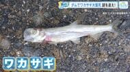 その数、なんと１万匹！ダムで『ワカサギの死骸』発見！本来いないはずの魚… 実態を野川アナが調査！広島