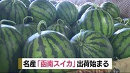 大きなスイカできました 名産「函南スイカ」出荷始まる 静岡県函南町