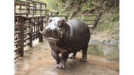 カバの“バタフライ”が迫力満点…驚きの速さなので飼育員に聞いてみた