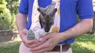 元気にスクスク成長 ワラビーの赤ちゃん アメリカ・シカゴ