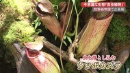不思議な生態に子供も興味津々 栄養が少ない環境で生きる「食虫植物」50種類展示【高知】