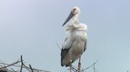 幸せを運ぶコウノトリ 千葉から飛来し巣作り