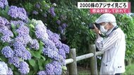 2000株のアジサイ見ごろ 宇土市住吉自然公園【熊本】