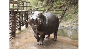 カバの“バタフライ”が迫力満点…驚きの速さなので飼育員に聞いてみた