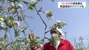 魚津…リンゴの花咲き誇る いつもより10日早く受粉作業