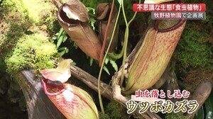 不思議な生態に子供も興味津々 栄養が少ない環境で生きる「食虫植物」50種類展示【高知】
