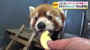 ようこそ! レッサーパンダが仲間入り 福井から長野に 6年ぶりの赤ちゃんは!?