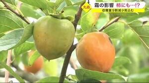 「客に届ける量が作れない」霜の影響 柿にも…!? 収穫量9割減少見込む 干し柿づくりにも影響〈宮城〉
