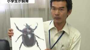 左側は「オス」で右側は「メス」!超珍しいカブトムシ小学生が発見