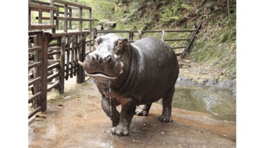 カバの“バタフライ”が迫力満点…驚きの速さなので飼育員に聞いてみた