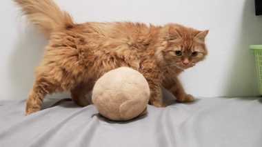 ニャンだこれ!? 誕生日を記念して“飼い猫の毛”をボールに…反応はどうだった?