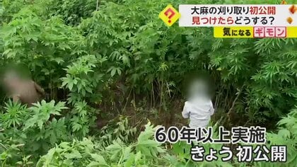 【大麻の群生地】青森県の山中で“野生の大麻”刈り取り　60年前から実施も今回が初公開　厚労省が公開した理由とは