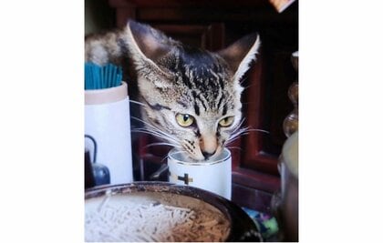 毎日「仏壇の水」がなくなる！？“怪奇現象”の正体は子猫だった…ゴクゴク見事な飲みっぷりに爆笑