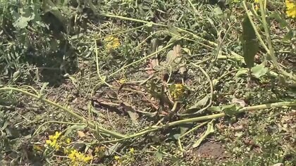 踏みつぶされた菜の花…“映え”狙い？制限エリア“立ち入り撮影”相次ぐ