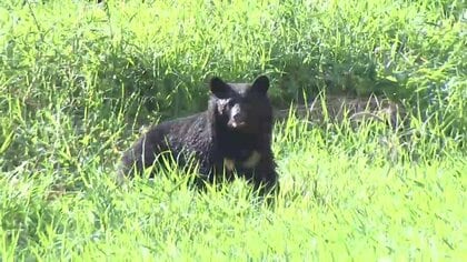 国にクマ捕獲のための予算措置要望へ　岩手県が緊急対策チームを設置を決定