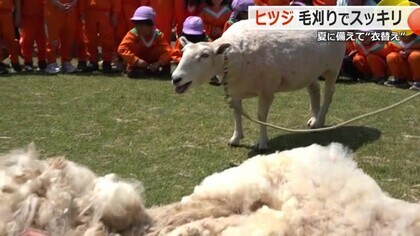 ヒツジの「わたげ」くん“夏仕様”に　足羽山動物園で恒例の毛刈り　ふわふわの毛2.5キロでマスコット作り体験も【福井】