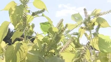 特産の「エゴマ」収穫が本格化　宮城県内一の産地・色麻町 長雨で収量減も「他にはない」品質に