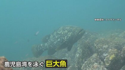 「謎の巨大魚」鹿児島湾に現る　体長約1ｍの白いまだら模様で食欲旺盛　養殖場にしかいないはずが…在来種への影響懸念
