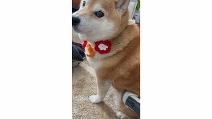 「アタシだけを吸っていて」“掃除機愛”にあふれる柴犬がかわいい！こたつ布団に嫉妬し“奪取”…いつもそうなのか飼い主に聞いた