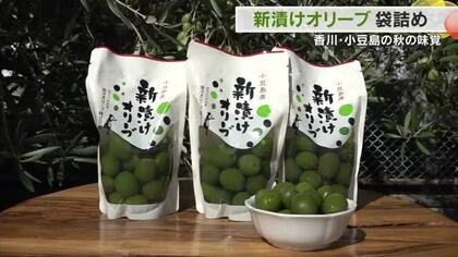 小豆島の秋の味覚「新漬けオリーブ」製造が本格化　猛暑で少雨も“水やり”がうまくいき大きな実に【香川】