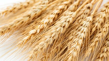 農業白書「調達先の多角化や国内生産増を」　食料供給に懸念