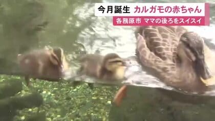1カ月程で成鳥と同じ姿に…アクア・トトぎふに6/13産まれのカルガモの赤ちゃん 母親を追いかける姿も7月上旬まで