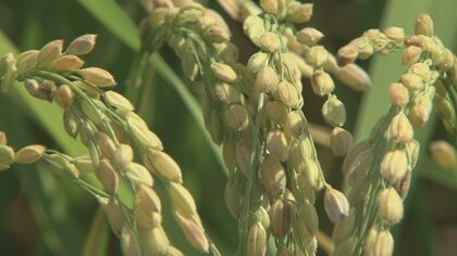 激化するコメの集荷競争　JA福井県はコシヒカリの“前払い金”を去年の1.7倍、60キロ2万9000円に　高温障害や渇水による作柄不良で相場“高騰”にらむ