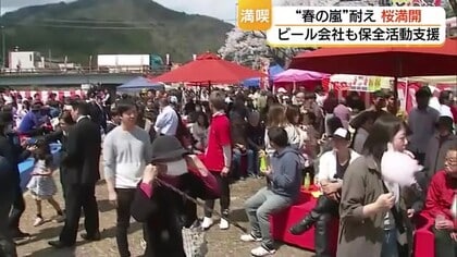 山間の桜名所は見頃の最盛期へ　地域住民が約130本のソメイヨシノ守り“花盛り”（鳥取・智頭町）