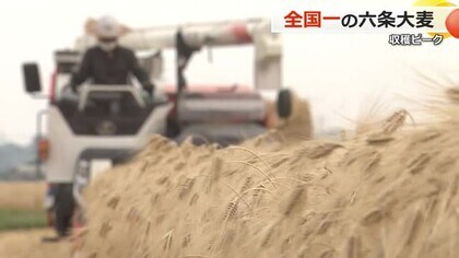 コメの価格高騰で“麦ご飯”の需要増　“シェア日本一”六条大麦　産地の坂井平野で収穫ピーク　【福井】