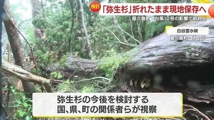 どうする弥生杉！？　台風で折れた樹齢推定3000年の屋久杉を関係者が視察　その生命力に樹木医も驚き