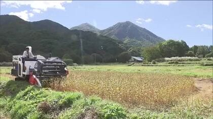 ソバの実の収穫が最盛期　長雨の影響で生育遅れも豊かな風味のソバの実に　福島・南会津町舘岩