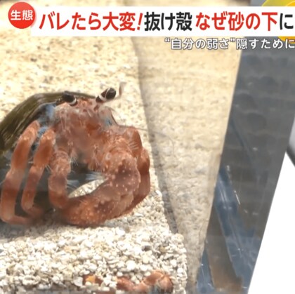 “抜け殻”を隠すソメンヤドカリ　脱皮後は皮が柔らかく…“弱さ”隠すための習性　北海道・札幌市「AOAO SAPPORO」