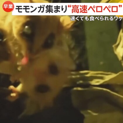 モモンガが蜂蜜水を“高速ペロペロ”　速くても食べられるワケは“ブラシ状の舌”　埼玉・東松山市「埼玉県こども動物自然公園」