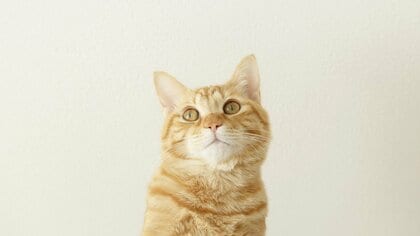 【猫の防災】避難所生活が難しく、脱走したら再会できる確率は犬より低い…震災の教訓から飼い主が備えておきたいこと