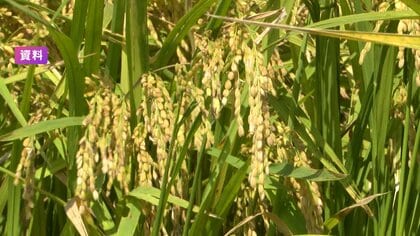 コメ増産から一転 2026年は減少へ　鈴木新農水相「需要に応じた生産が原則」　農家への値崩れ影響懸念で