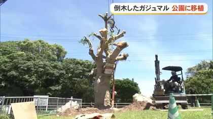 コザミュージックタウン音市場のガジュマル　公園に移植
