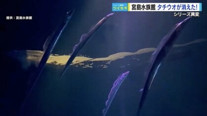 宮島水族館のシンボル「タチウオ」姿消す…広島県の漁獲量が10年間で約10分の1まで激減