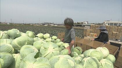 1月初旬は1玉800円ほど→214円に…『キャベツ』値段がピーク時の約4分の