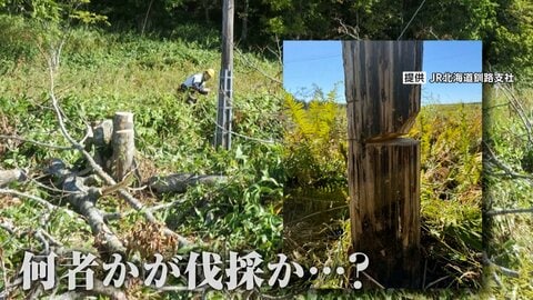 写真撮るため？「くしろ湿原ノロッコ号」ラストラン目前に線路脇の樹木など伐採か　JR北海道「警察への被害届提出も検討」