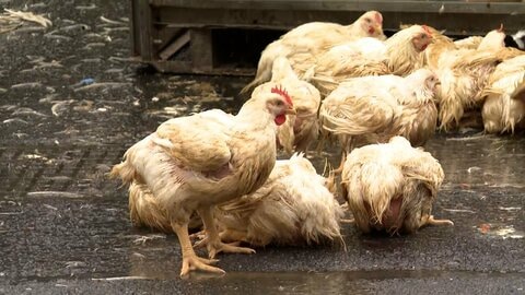 「ニワトリが逃げている」国道でトラックが荷崩れ　数千羽が投げ出される　現場は交通量多く回収作業などで渋滞も　宮城・大崎市
