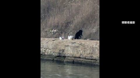クマ出没　秋田・由利本荘市で田んぼ見回りの男性が“小学校の隣”で撃われけが　「世界遺産」熊野古道近くにも
