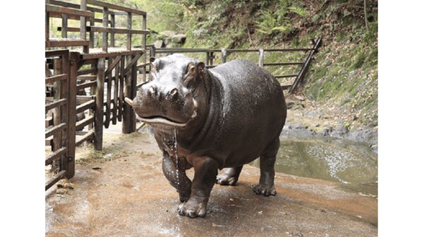 カバの バタフライ が迫力満点 驚きの速さなので飼育員に聞いてみた