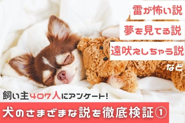 遠吠えしちゃう 雷が怖い うんちの時に南北を向く 犬にまつわるさまざまな説を検証してみた１ 飼い主407人アンケート