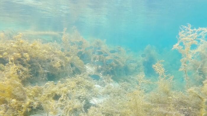 魚の群れ