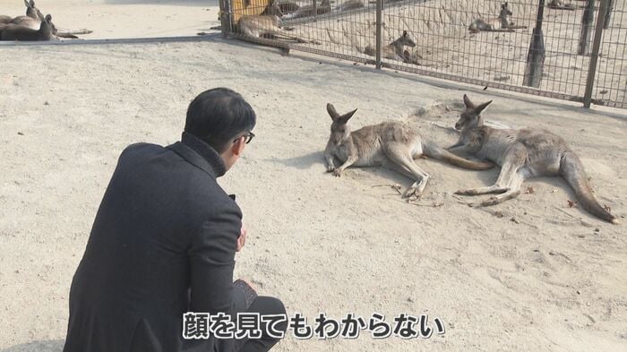 カンガルーの顔を見るが、全く違いが分からない記者