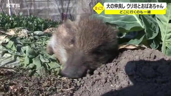 眠る姿も愛らしいウリ坊の“ブーちゃん”