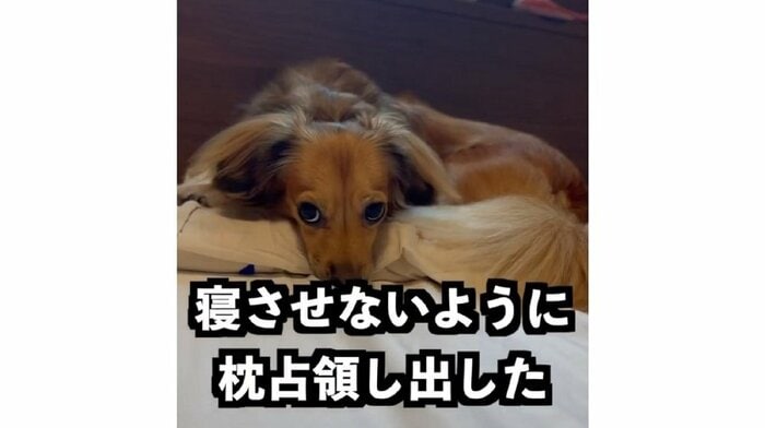 帰宅すると枕を占領「散歩へ連れてけ」と目で圧をかけてくる(提供:@kotarohesoten)