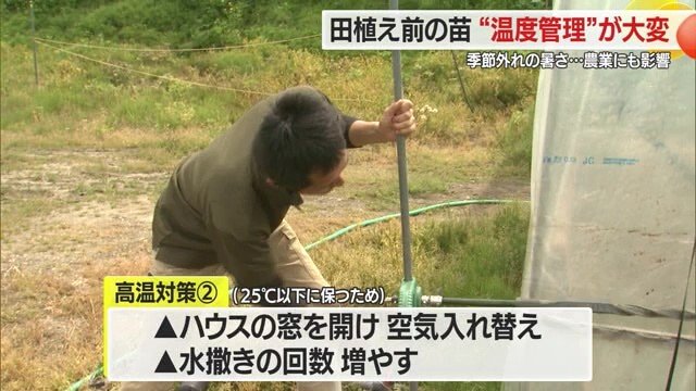 ハウスの窓の開閉・水まきの回数を調整することで温度管理をしている