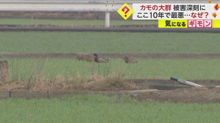 またすぐに戻ってくるカモも…